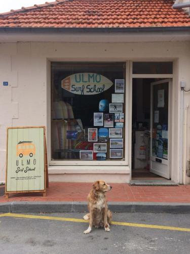 local-ulmo-surf-school-soulac